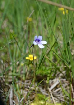 bagienny 7 Draba nemorosa Głodek żółty 8 Vicia pisiformis Wyka grochowata 9 Gentianella amarella* Goryczuszka gorzkawa Tłustosz pospolity dwubarwny 10 Pinguicula