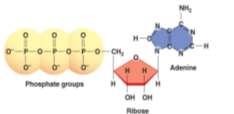 potrójnej wysokoenergetycznej grupy fosforanowej w ATP