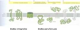 Heterogenność błony integralne białka błonowe - związane bezpośrednio z błoną; mogą być uwolnione na drodze rozpuszczenia błony przez detergenty; (A) białka transbłonowe, peryferyczne białka błonowe