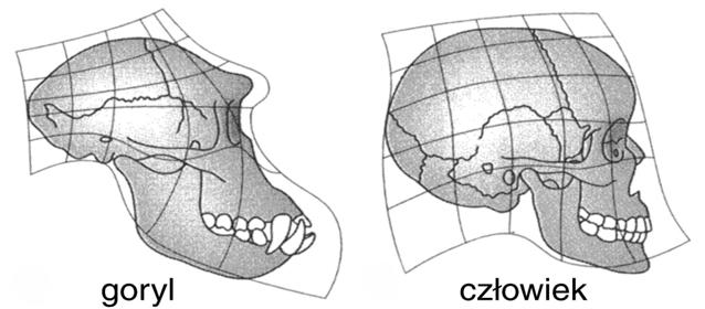 Zadanie 27. (3 pkt) Na rysunkach przedstawiono czaszki goryla i człowieka.