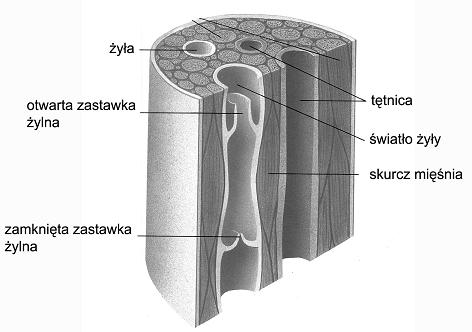 6 Próbny egzamin maturalny z biologii Zadanie 10. (1 pkt) Na diagramie przedstawiono umieralność ludzi z powodu chorób serca w zależności od liczby papierosów wypalanych dziennie.