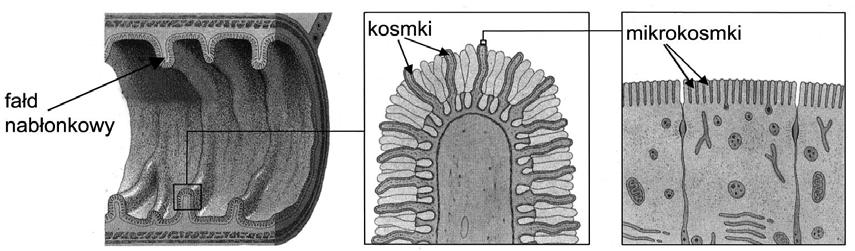 Próbny egzamin maturalny z biologii 9 Zadanie 16.