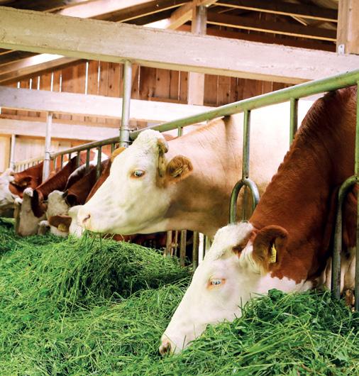 OCENA CECH UŻYTKOWYCH MIĘSNYCH Hodowcy utrzymujący krowy w rasach simentalskiej (SM) lub polskiej czerwonej (RP), mogą skorzystać z usługi oceny wartości użytkowej bydła typu użytkowego, mlecznego i
