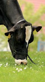 Pakiet bez Karty Jałówki Krowy obejmuje: pełen zakres usług w zakresie oceny, określony w dokumentach: Zakres i metodyka prowadzenia OWUB w zakresie produkcji mleka oraz