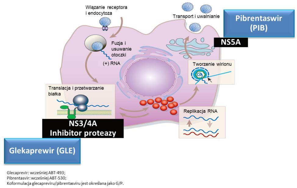 Glekaprewir/Pibrentaswir: DAAs nowej generacji GLE PIB Glekaprewir Pangenotypowy Inhibitor proteazy NS3/4A Pibrentaswir pangenotypowy inhibitor NS5A Wysoka bariera genetyczna In vitro: 1,2 Potencjał