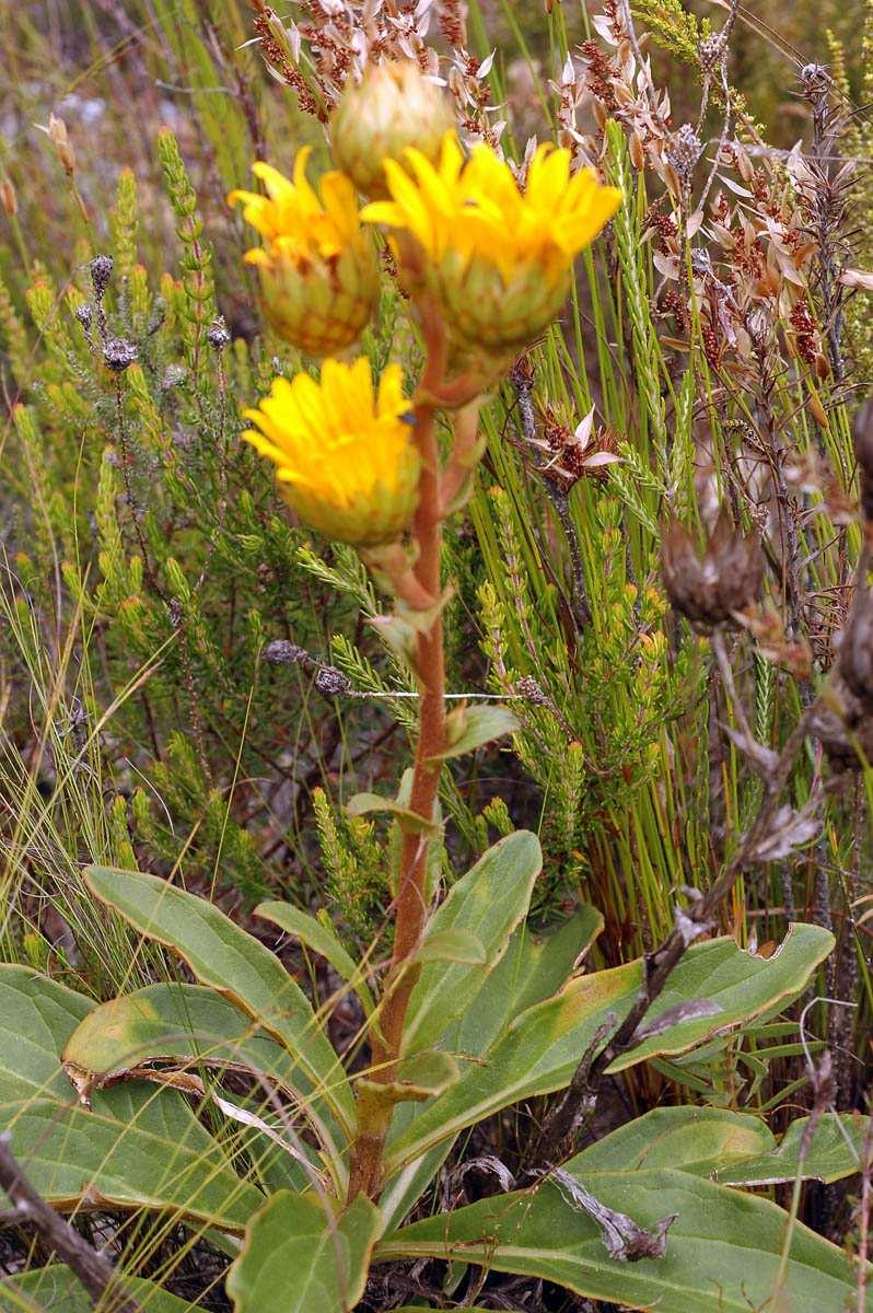 NIKIEL Chrysolina pardalina