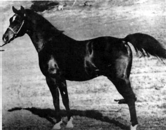 WSPOMNIENIA Rankiem 11 września 1939 r. ruszyła karawana z Janowa w liczbie 250 koni. Krzyształowicz szedł na końcu, mając pod opieką klacze ze źrebiętami.
