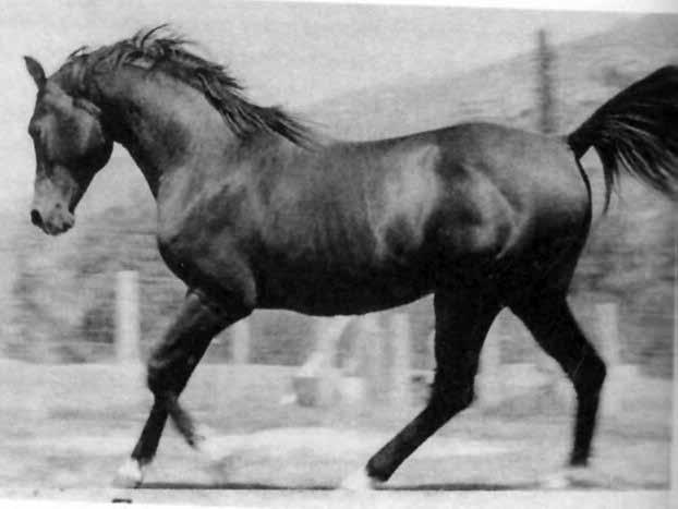 Losy polskich koni arabskich z Janowa Podlaskiego podczas II wojny światowej li błotem, żeby ukryć urodę i znaki identyfikacyjne.