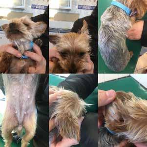 Czym jest diagnoza bez potwierdzenia przypadek nużycy u Yorkshire Terriera odporności preparat Bioimmunex Canis. Miejscowo przy zapaleniu ucha zewnętrznego wykorzystano preparat Surolan.