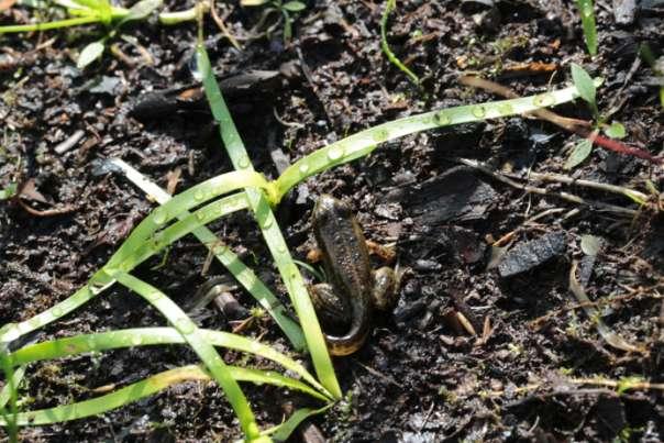 6 larw, kumak nizinny - 4 kijanki, żaba jeziorkowa - liczne kijanki 16 czerwca kumak nizinny 3 os., żaba jeziorkowa - 18 os.