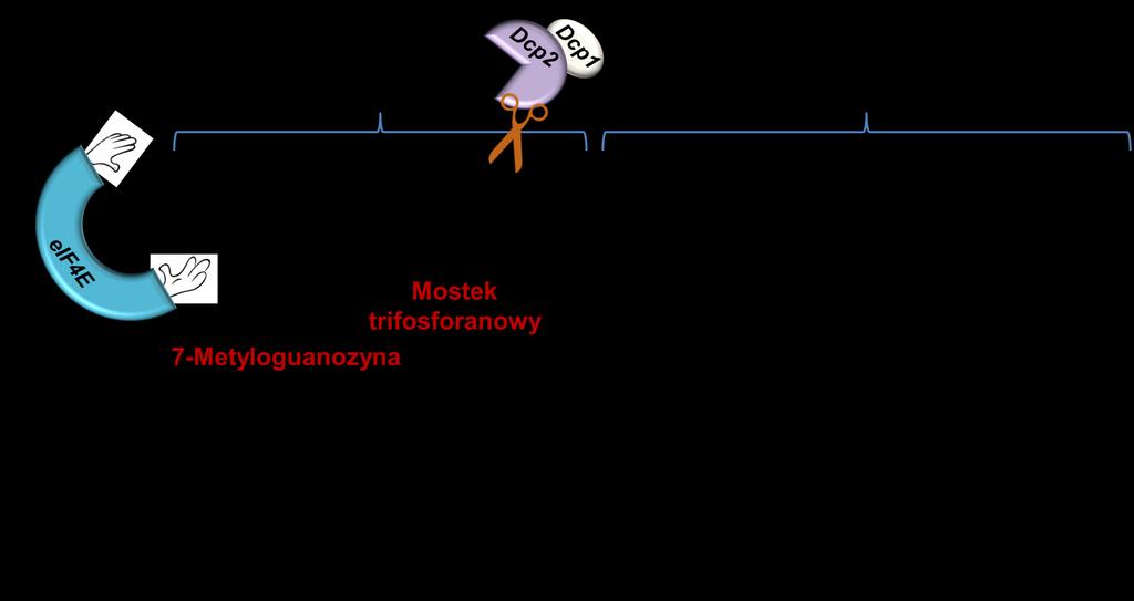 koniec 5 Pozostała część cząsteczki mrna Kap Inicjacja biosyntezy białka zaczyna się od rozpoznania kapu przez