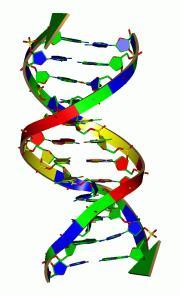 DNA replikacja nośnika informacji genetycznej transkrypcja, eksport mrna przepis na białko GEN (cdna)