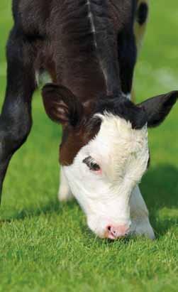 10 Program żywienia bydła Koncentrat dla cieląt Parametry koncentratu dla cieląt w 1 kg produktu Jed.