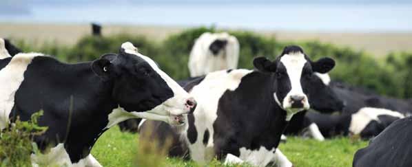 Program żywienia bydła 11 nowość Pasze treściwe dla krów mlecznych Linia pasz TMR TOTAL to dwa nowatorskie produkty białkowo-energetyczne, które mogą być jedynymi składnikami treściwymi w TMR lub PMR.
