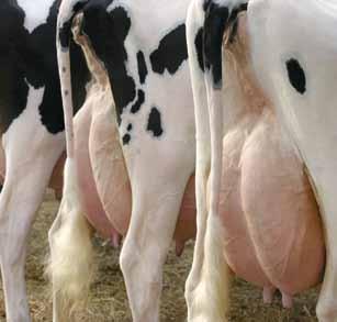 Program żywienia bydła Pasze treściwe dla krów mlecznych 13 nowa formuła Pasza treściwa dla krów na okres okołowycieleniowy Parametry mieszanki treściwej dla krów mlecznych w 1 kg produktu Jed.