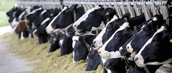 14 Program żywienia bydła Pasze treściwe dla krów mlecznych Linia pasz IMPULS zalecana jest w szczególności na stacje paszowe i do robotów udojowych.