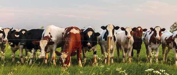 16 Program żywienia bydła Pasze treściwe dla krów mlecznych Parametry mieszanek treściwych Linii SUPER dla krów mlecznych w 1 kg produktu Jed.