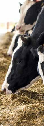 Program żywienia bydła Koncentraty dla krów mlecznych 21 Przykładowe receptury mieszanek treściwych dla krów mlecznych Komponenty (%) I II III IV V VI VII VIII IX Koncentrat KROWA 32 35 - - 35 - - 35