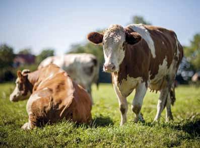 22 Program żywienia bydła PIASTmixy dla krów mlecznych Parametry MPU mineralno-witaminowych dla krów w laktacji w 1 kg produktu Jedn.