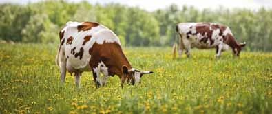 Program żywienia bydła PIASTmixy dla krów mlecznych 23 PIASTmix Krowa Ekstra to specjalistyczna mieszanka uzupełniająca mineralno-witaminowa podawana wysokowydajnym krowom w laktacji.