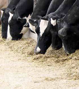 24 Program żywienia bydła PIASTmixy dla krów mlecznych PIASTmix KROWA STANDARD to mieszanka mineralno-witaminowa przeznaczona dla