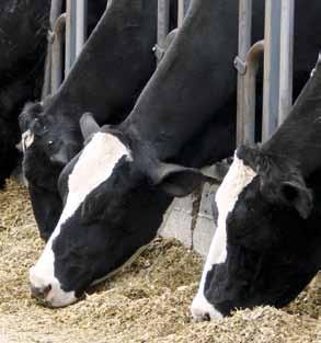 Program żywienia bydła PIASTmixy dla krów mlecznych 25 PIASTmix KROWA BUFOR to naturalna mieszanka paszowa uzupełniająca, stworzona z myślą o żywieniu krów wysokowydajnych.