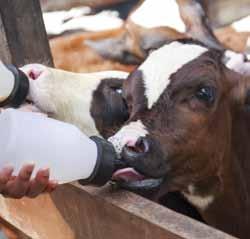 Jest to możliwe tylko wówczas, gdy będą pobierały dobrej jakości paszę treściwą i będą odpajane wysokiej jakości preparatami mlekozastępczymi.