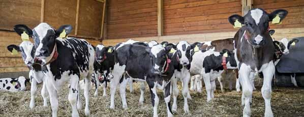 8 Program żywienia bydła Pasze dla cieląt Parametry pasz dla cieląt w 1 kg produktu Jed.