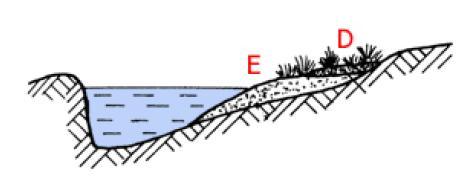 Rysunek 19. Odsypisko E, przymulisko - D Opada ono łagodnie w stronę środka rzeki, przy brzegu tworzy się przymulisko [D], które porasta roślinnością i kształtuje linię koryta rzeki.