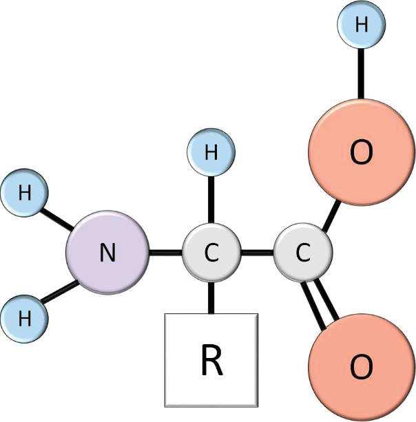 1. CZĘŚĆ TEORETYCZNA 1.1. Co to są białka? Białka zaliczają się do grupy biopolimerów składających się z liniowego łańcucha aminokwasowego (52).