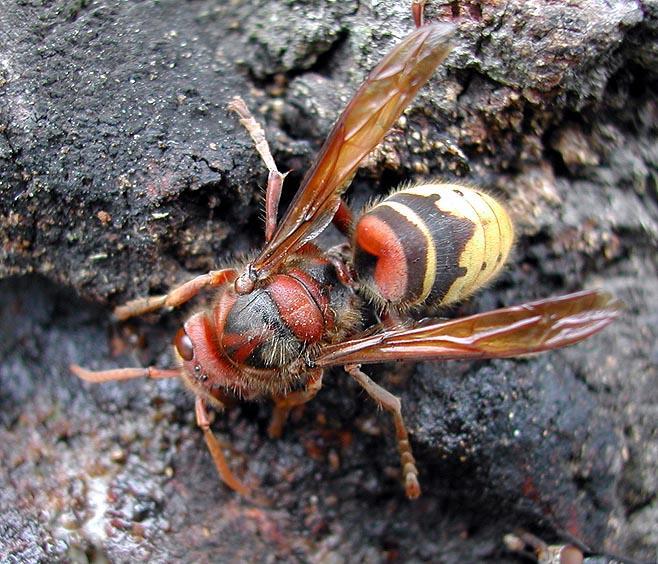 Szerszeń, Vespa crabro L. Największa osa społeczna w Europie.