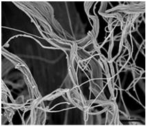 dermatanu; kwas hialuronowy - proteoglikany (białko rdzeniowe + łańcuchy GAG) - glikoproteidy tzw. białka niekolagenowe (np.