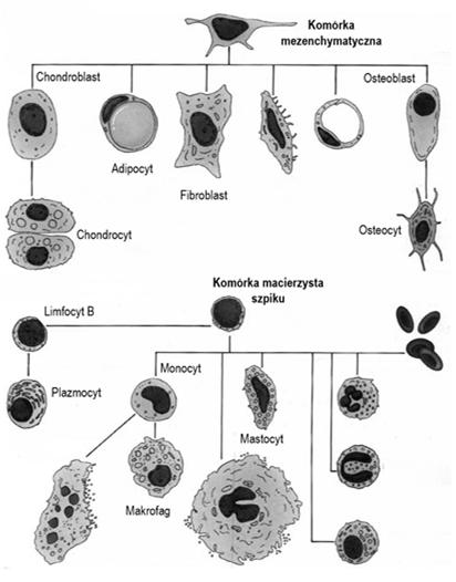 rozciągnięta Komórki tkanki łącznej właściwej fibroblasty makrofagi komórki