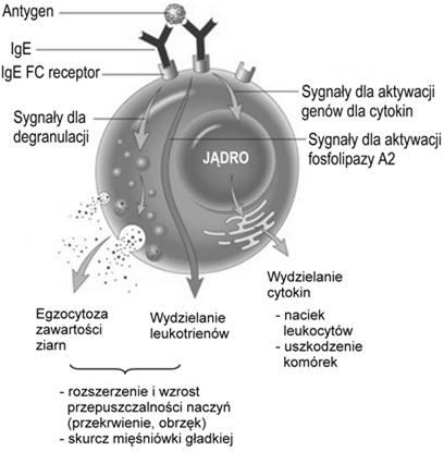 Aktywacja mastocytów 1.