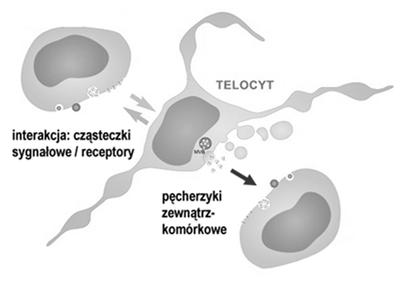 Uruchomienie egzocytozy ziaren (degranulacja) 4.