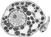 podporowe: - chrząstka - kość Mitochondria adipocytów