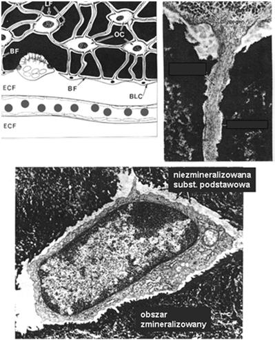 Osteocyty spłaszczone duże jądro cienkie wypustki połączone połączeniami szczelinowymi