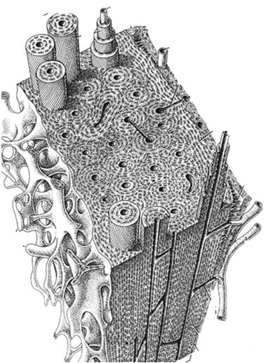 międzykomórkowa z równoległym układem włókien kolagenowych jamki i kanaliki zawierające