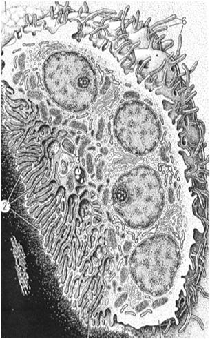 Osteoklasty komórki trawiące kość bardzo duże wielojądrzaste brzeżek koronkowy strefa gładka
