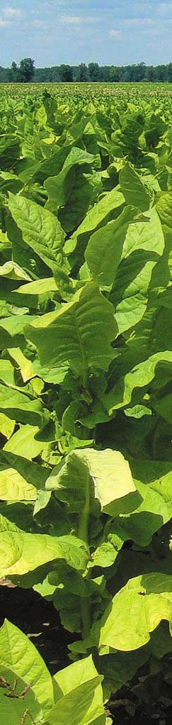 Tytoń szlachetny (Nicotiana tabacum L.) jest rośliną jednoroczną, należącą do rodziny psiankowatych (Solanaceae Juss.). Pochodzi z Ameryki Południowej, z terenów Argentyny i Boliwii.