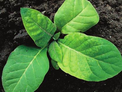 38 Diagnostyka, prognozowanie i sygnalizacja terminów zabiegów ochrony roślin przed chorobami tytoniu 3.3.2.