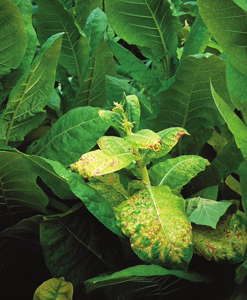 40 Diagnostyka, prognozowanie i sygnalizacja terminów zabiegów ochrony roślin przed chorobami tytoniu Fot. 44.