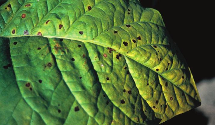 69 5.2. Fosfor Objawy niedoboru Niedobór fosforu hamuje i opóźnia rozwój tytoniu. Rośliny są wątłe i słabo się ukorzeniają. Liście mają ciemnozieloną barwą, czasami są nadmiernie zwężone i wydłużone.