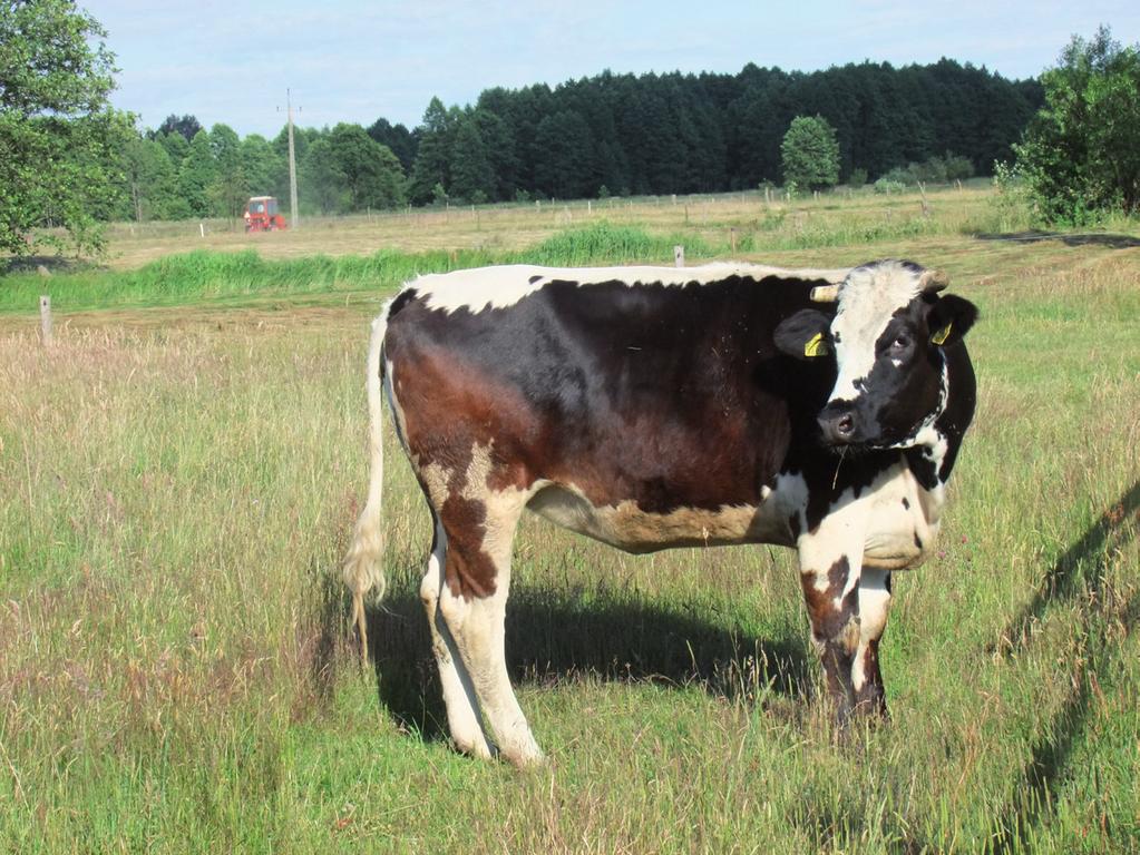 A. Borecka i in. chowanie zagrożonych zasobów genetycznych zwierząt w rolnictwie. Sawa J. (2008). Nakłady materiałowo-energetyczne jako czynnik zrównoważenia procesu produkcji rolniczej.