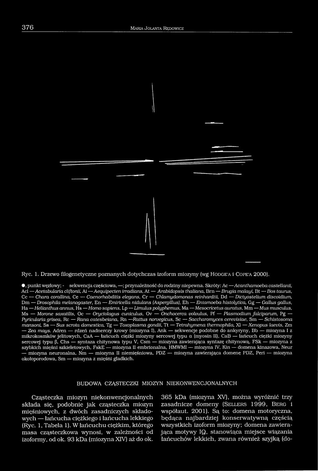 Skróty: Ac Acanthamoeba castellanii, Acl Acetabularia cliftonii, Ai Aequipecten irradians, At Arabidopsis thaliana, Brn Brugia malayi, Bt Bos taurus, Cc Chara corallina, Ce Caenorhabditis elegans, Cr