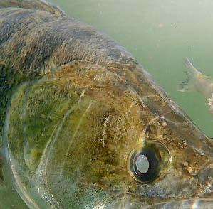 Pike "Standard Boat" daleka jest od standardów. Unikalną cechą tej wędki szczupakowej jest uchwyt z cynglem.