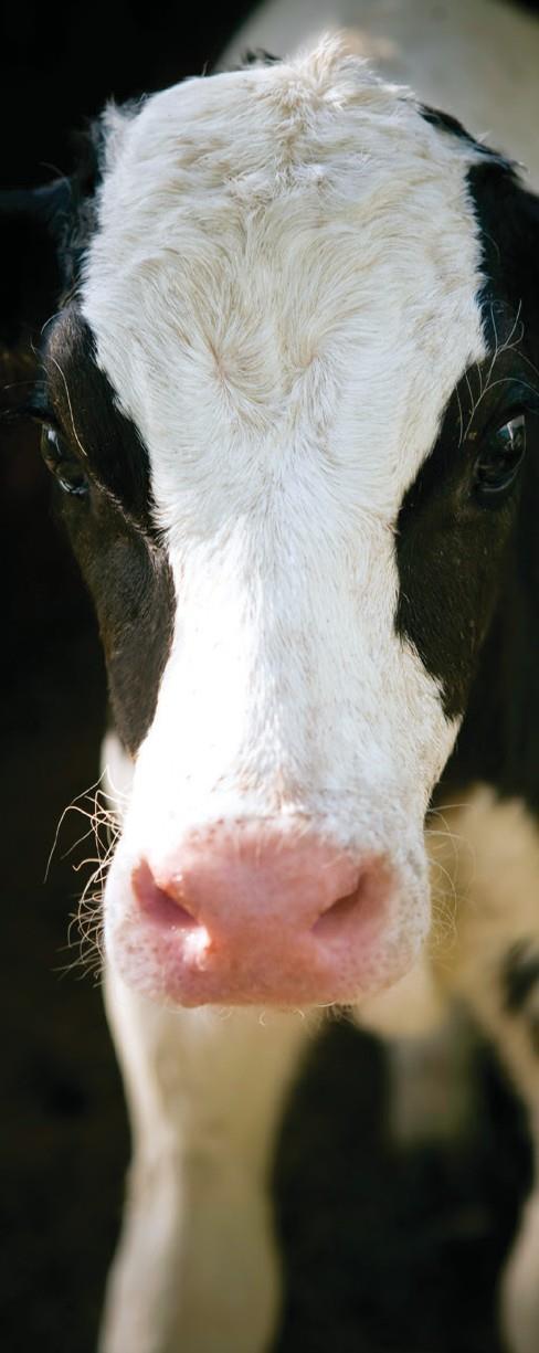DairyFeed J 1100 Odpowiednio wczesne zastosowanie paszy treściwej wspiera rozwój młodych zwierząt i pozwala jak najszybciej odstawić mleko będące najdroższym elementem żywieniowym.