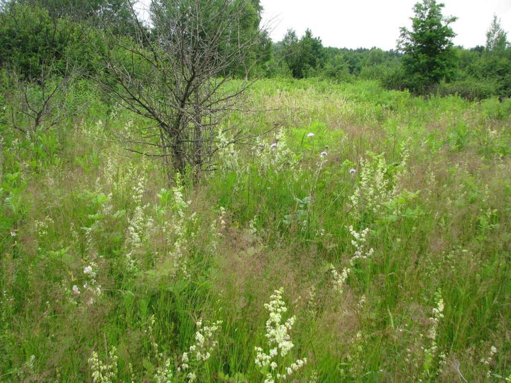badanym terenie są następujące: wyczyniec łąkowy (Alopecurus pratensis), kostrzewa łąkowa (Festuca pratensis), kłosówka wełnista (Holcus lanatus), tymotka łąkowa (Phleum pratense), wiechlina łąkowa