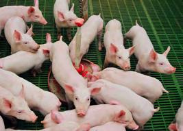 oraz kwasów organicznych, wykazuje naturalne działanie hamujące wzrost negatywnej mikroflory oraz wspomaga integralość bariery jelitowej świń.
