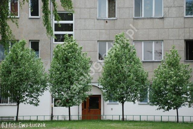 2. Jarząb pospolity 'Fastigiata' /Sorbus aucuparia 'Fastigiata'/ Wolno